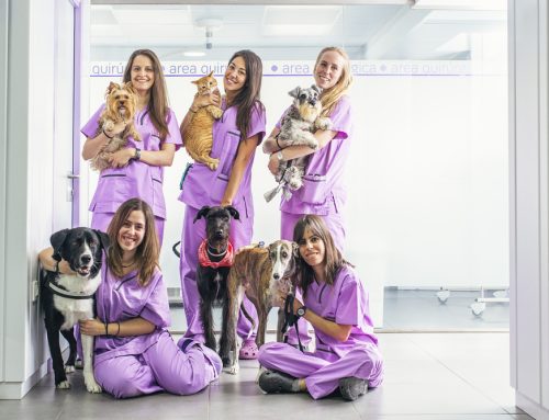DVM6—The Support Veterinary Technicians Need to Continue the Work They Love